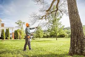 Best Palm Tree Trimming  in Grandview, WA