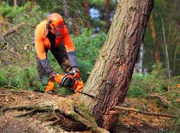 Leaf Removal in Grandview, WA