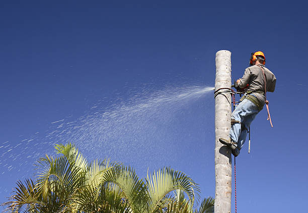 Best Arborist Consultation Services  in Grandview, WA