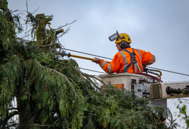 Trusted Grandview, WA Tree Care Experts