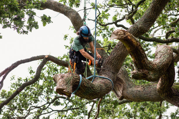  Grandview, WA Tree Care Pros