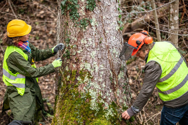Best Stump Grinding and Removal  in Grandview, WA