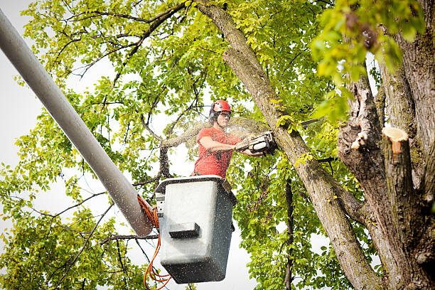 Best Emergency Tree Removal  in Grandview, WA