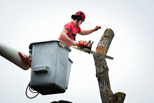 Best Root Management and Removal  in Grandview, WA
