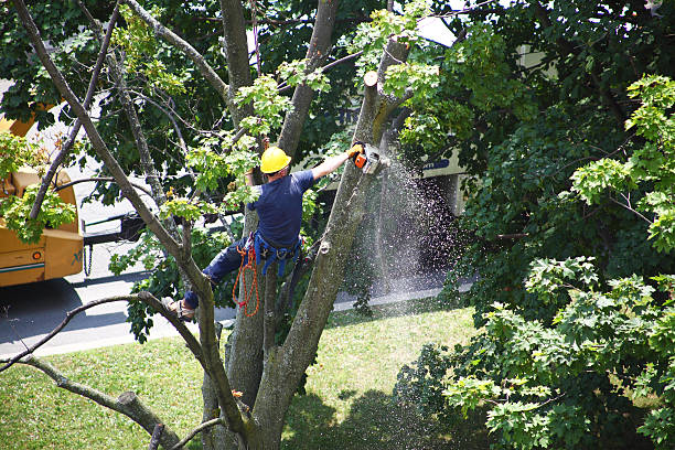 Best Lawn Mowing  in Grandview, WA