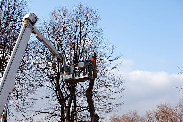Best Tree Cabling and Bracing  in Grandview, WA