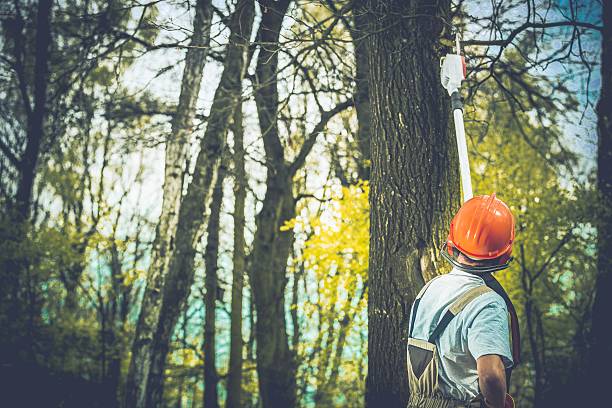 Best Tree Risk Assessment  in Grandview, WA