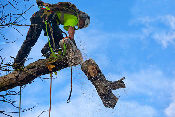 Best Tree Trimming and Pruning  in Grandview, WA