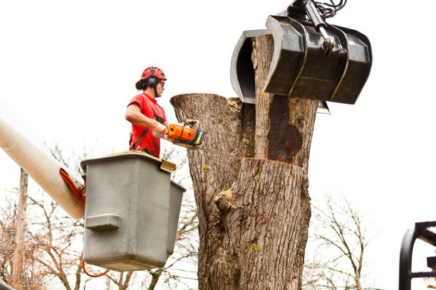 Best Fruit Tree Pruning  in Grandview, WA