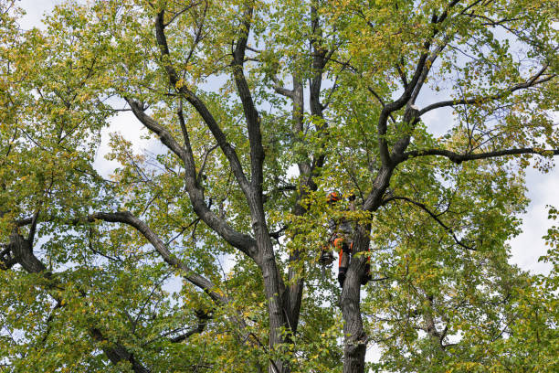 How Our Tree Care Process Works  in  Grandview, WA